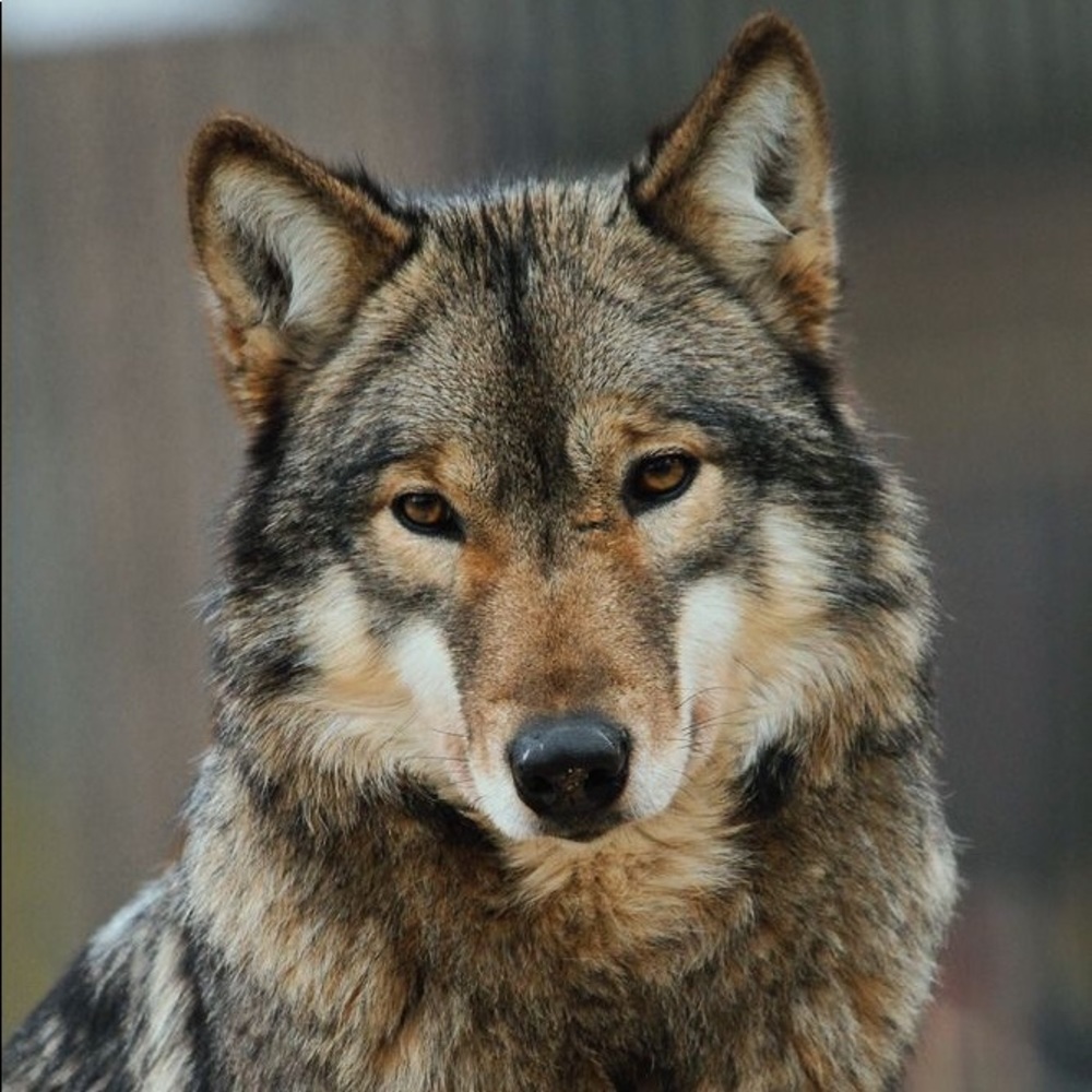 Meet your Posher, Nikki